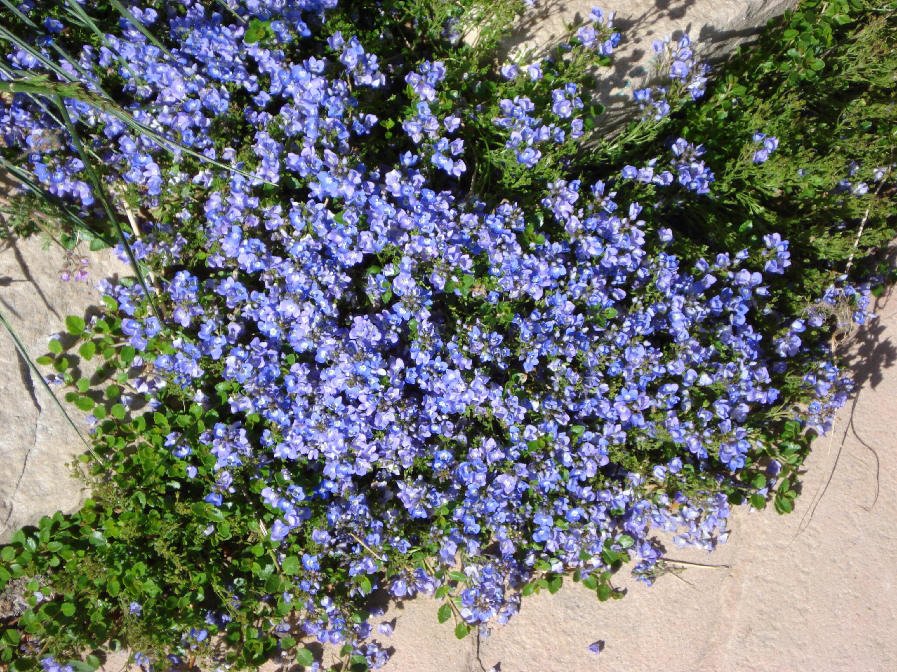 Russian Thyme blossoms