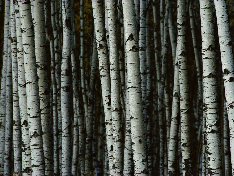 birch_woods