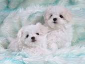 puppies2_white
